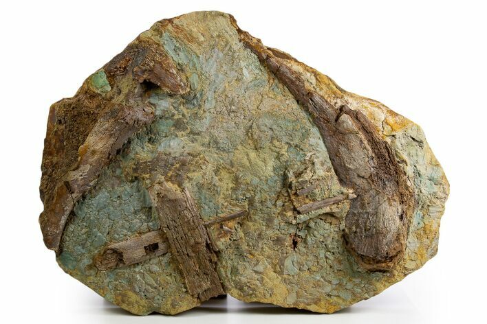 Fossil Dinosaur Bones and Tendons in Sandstone - Wyoming #330988